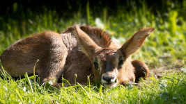 zoo mládě antilopa koňská květen 2023